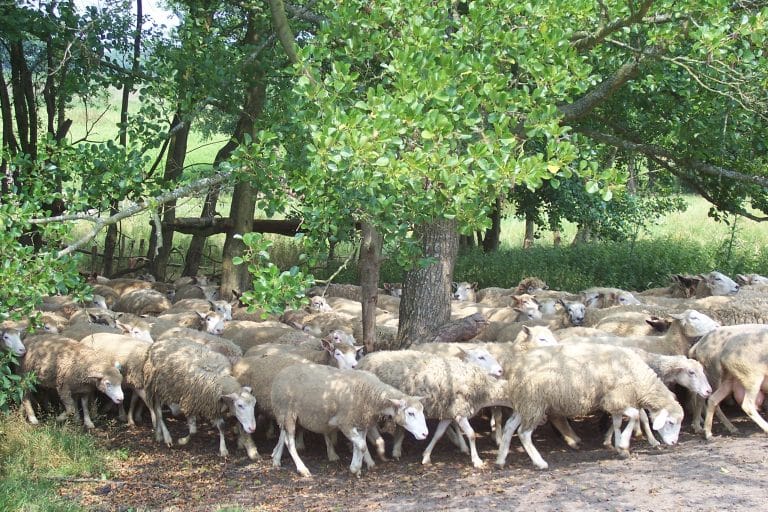 La Petite Bergerie