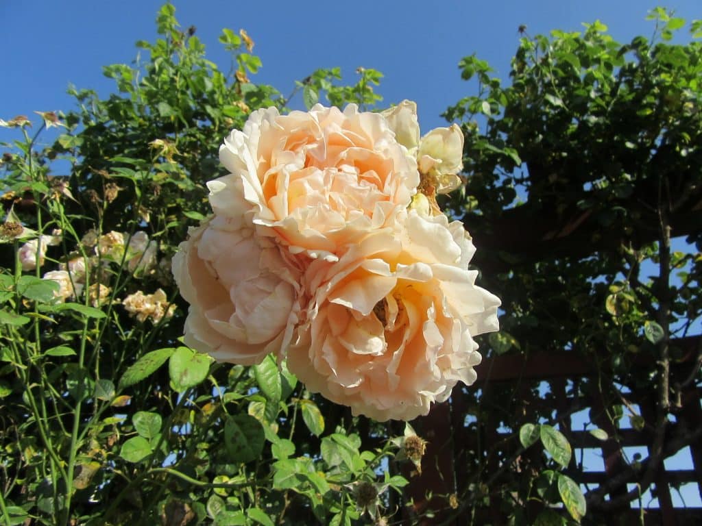 La Route de la Rose
