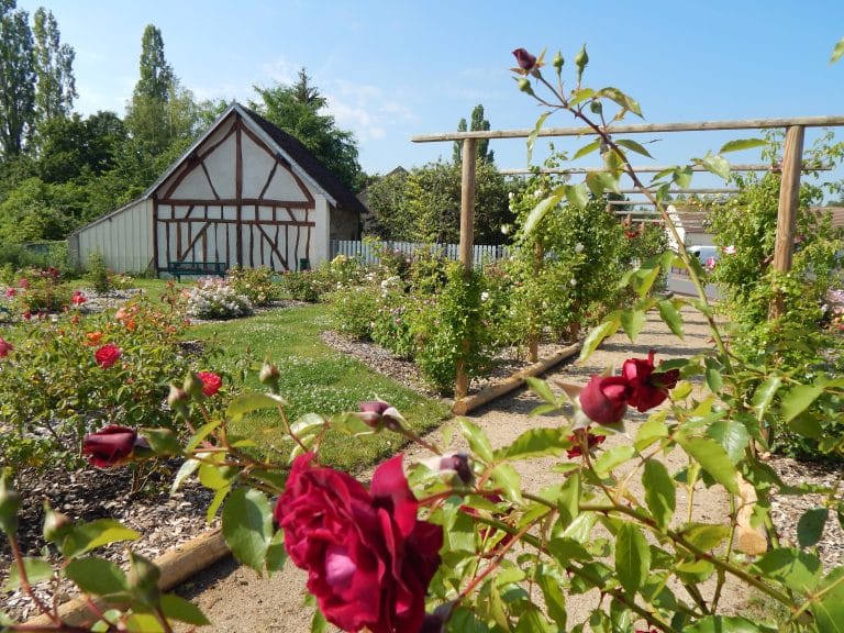Le jardin de roses