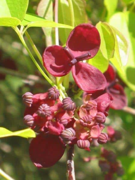 Arboretum National des Barres