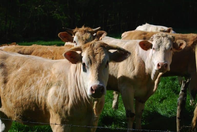 GAEC Les Mauvinières