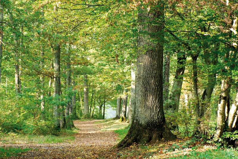 Forêt d'Orléans