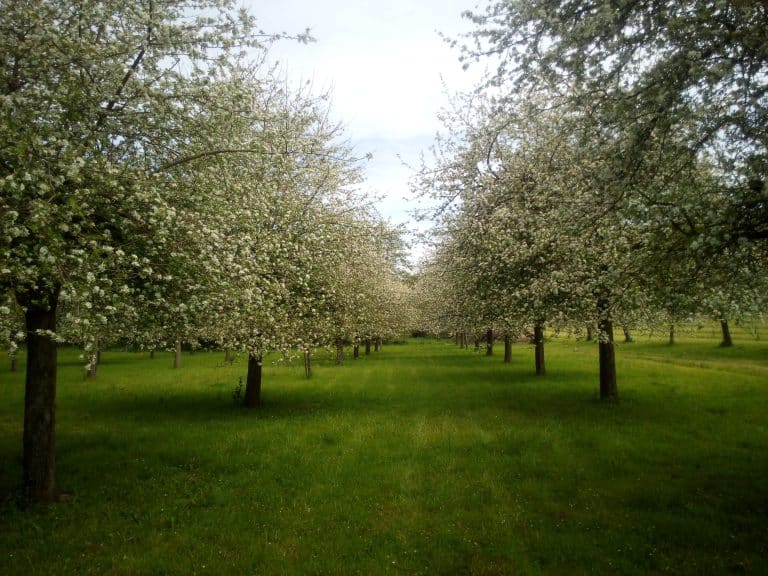 Domaine Ducardonnet