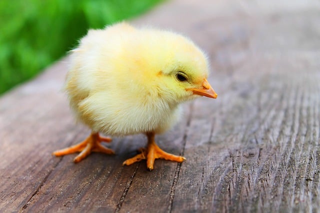 Institut sélection animale sas