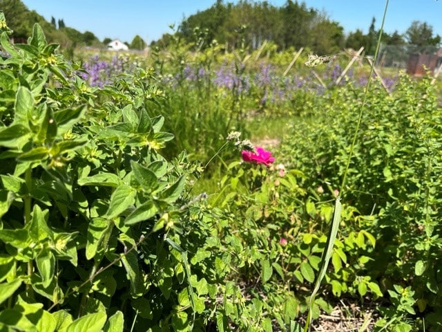 Laeti&rsquo;tes plantes Buissonnières