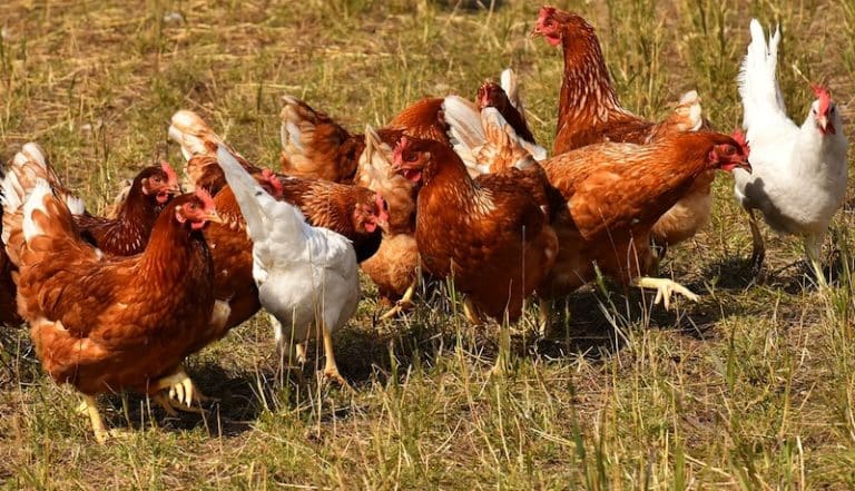 Les volailles des Millets